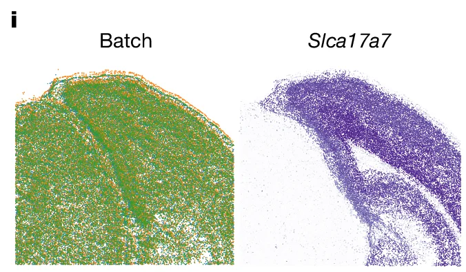 Open access visualization of Scatter Plot, Gene Expression, Spatial Gene Expression, Brain Section, Batch