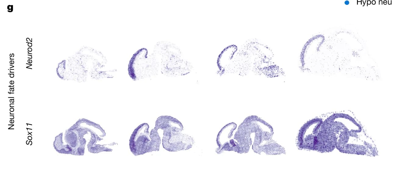 Open access visualization of Scatter Plot, Gene Expression, Brain, Neurod2, Sox11