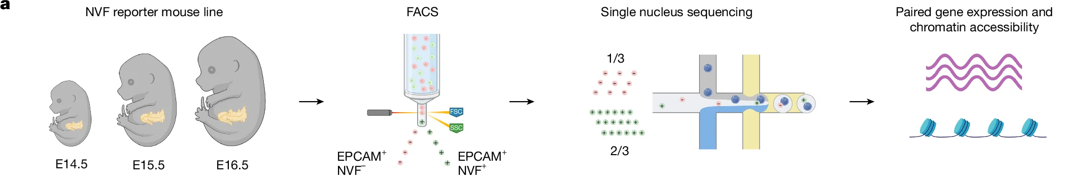 Open access visualization of Diagram, Workflow, Mouse Embryo, Developmental Stage, E14.5
