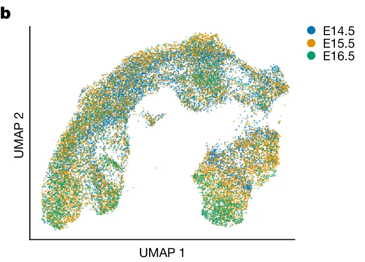 Open access visualization of Scatter Plot, UMAP, E14.5, E15.5, E16.5