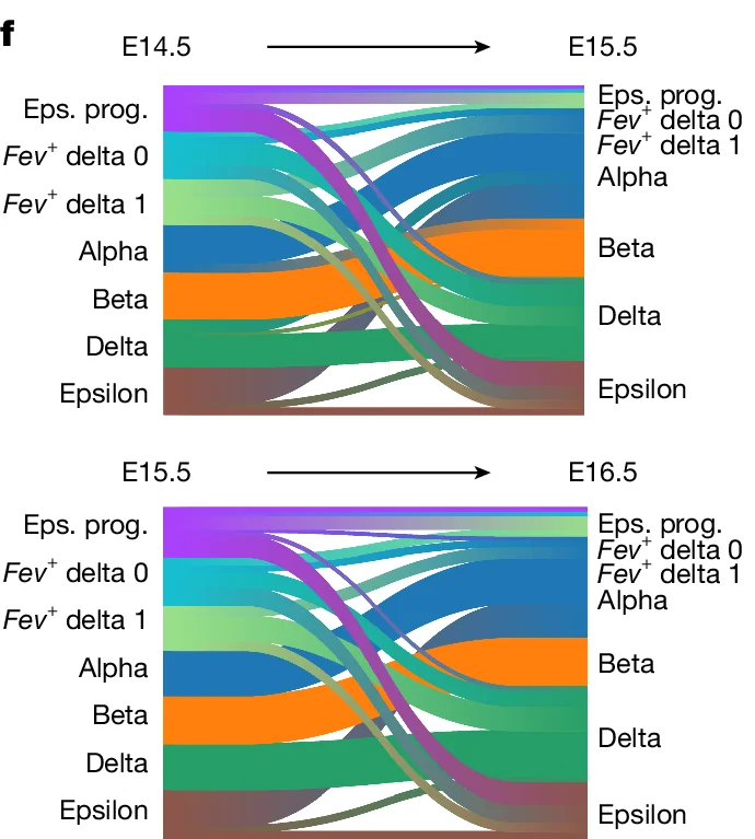 Open access visualization of Sankey Diagram, E14.5, E15.5, E16.5, Eps. prog.