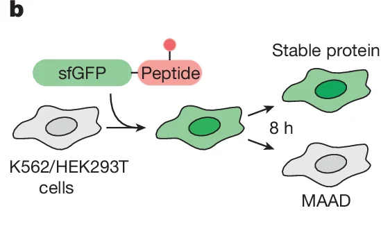 Open access visualization of Diagram, Cell, sfGFP, Peptide, K562/HEK293T cells