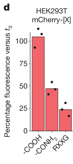 Open access visualization of Bar Plot, Scatter Plot, Percentage fluorescence, HEK293T, mCherry-[X]