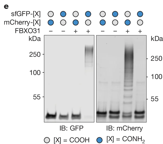 Open access visualization of Western Blot, sfGFP-[X], mCherry-[X], FBXO31, GFP