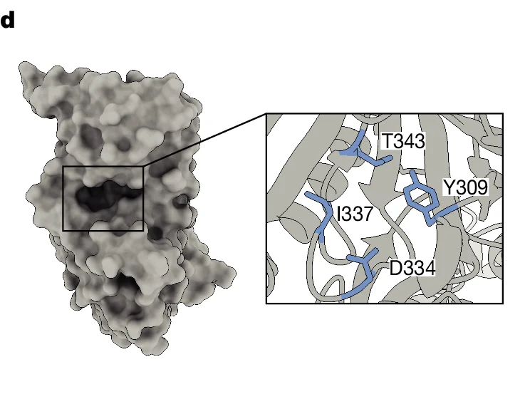 Open access visualization of 3D structure, Surface Plot, Cartoon Plot, Protein, Amino Acid