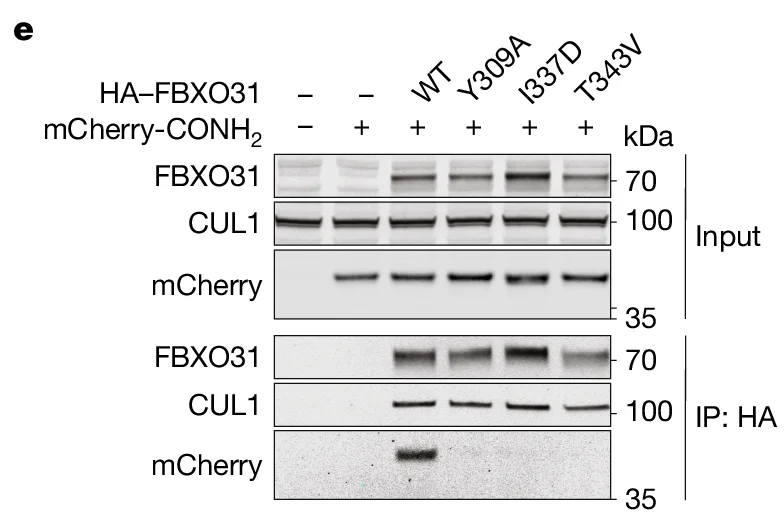 Open access visualization of Western Blot, HA-FBXO31, mCherry-CONH2, FBXO31, CUL1