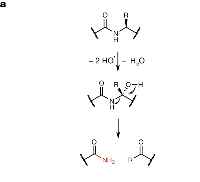 Open access visualization of Chemical structure, Reaction Mechanism, Peptide, Hydroxyl Radical, Water