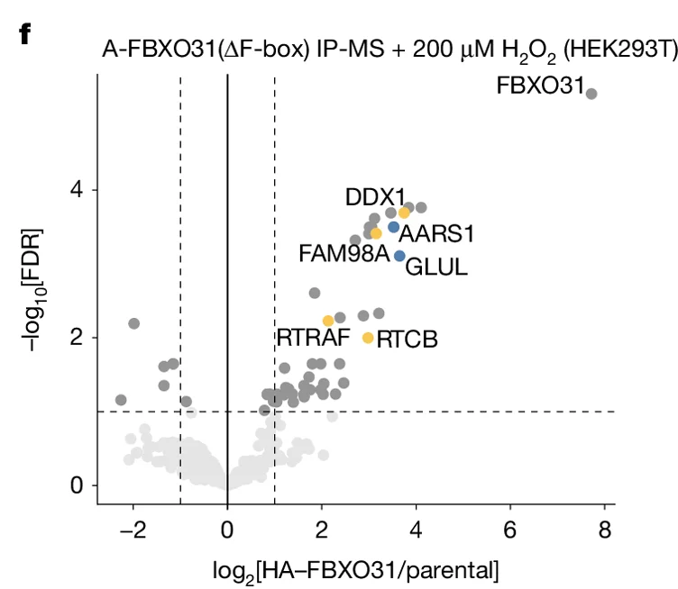 Open access visualization of Volcano Plot, Protein, A-FBXO31, IP-MS, HEK293T