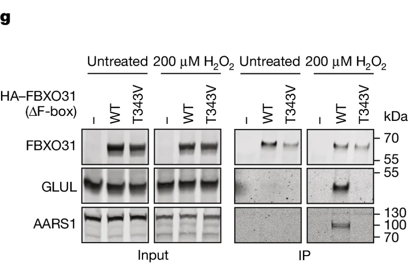 Open access visualization of Western Blot, FBXO31, GLUL, AARS1, HA-FBXO31 (ΔF-box)