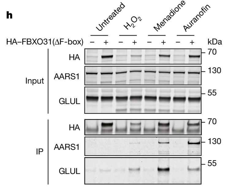 Open access visualization of Western Blot, Protein, HA-FBXO31, HA, AARS1