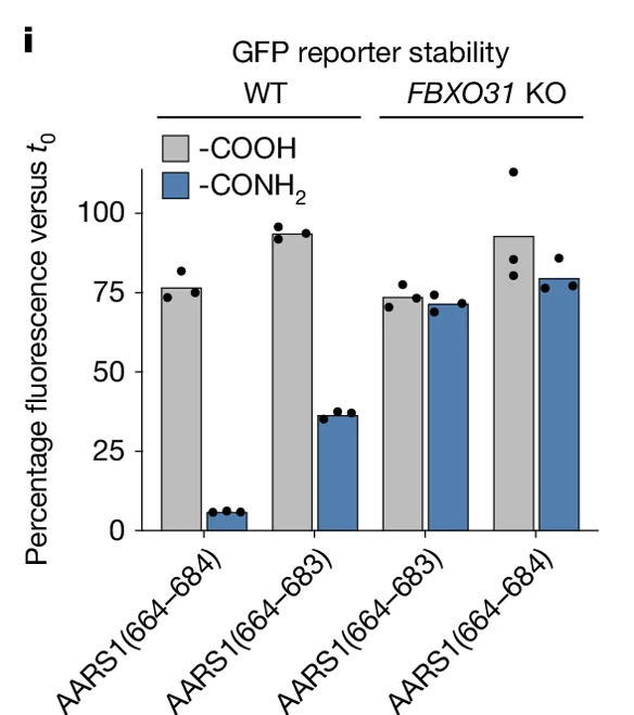 Open access visualization of Bar Chart, GFP reporter stability, Percentage fluorescence, WT, FBXO31 KO