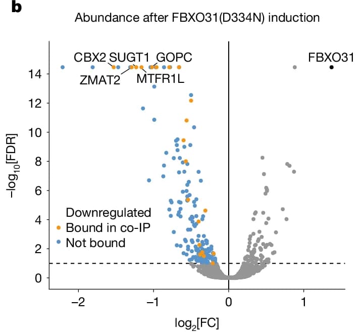 Open access visualization of Volcano Plot, Abundance, FBXO31, Downregulated, co-IP