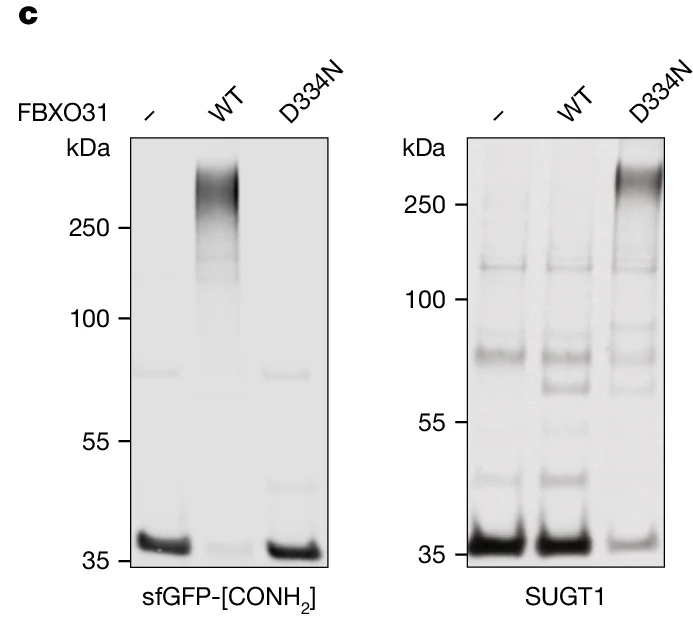 Open access visualization of Western Blot, FBXO31, sfGFP-[CONH2], SUGT1, WT