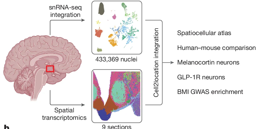 Open access visualization of Scatter Plot, Segmentation, snRNA-seq, Brain, Spatial transcriptomics