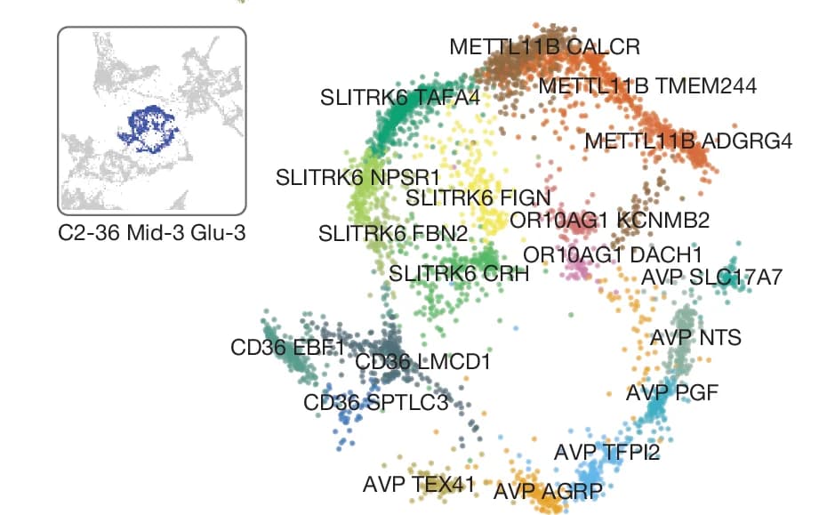 Open access visualization of Scatter Plot, t-SNE Plot, C2-36 Mid-3 Glu-3, METTL11B CALCR, METTL11B TMEM244
