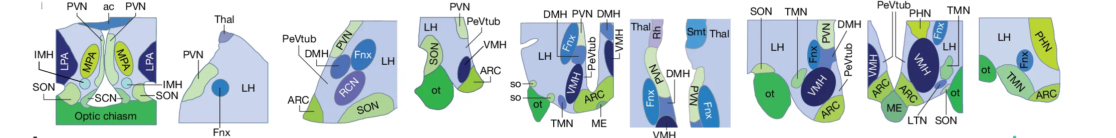 Open access visualization of Schematic, Brain, PVN, LH, DMH
