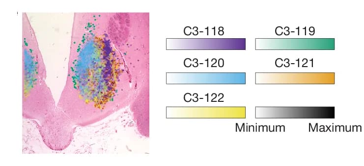 Open access visualization of Overlay Plot, Colorbar, Brain Section, Gene Expression, C3-118