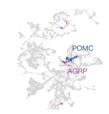 Open access visualization of Scatter Plot, UMAP plot, AGRP, POMC, Cluster