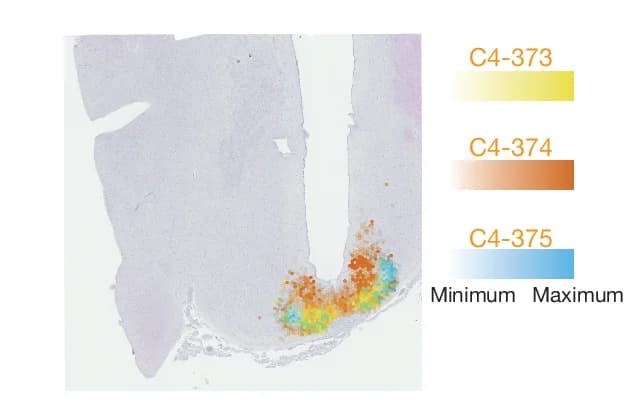 Open access visualization of Heatmap, Mouse Brain Section, Coronal Section, C4-373, C4-374