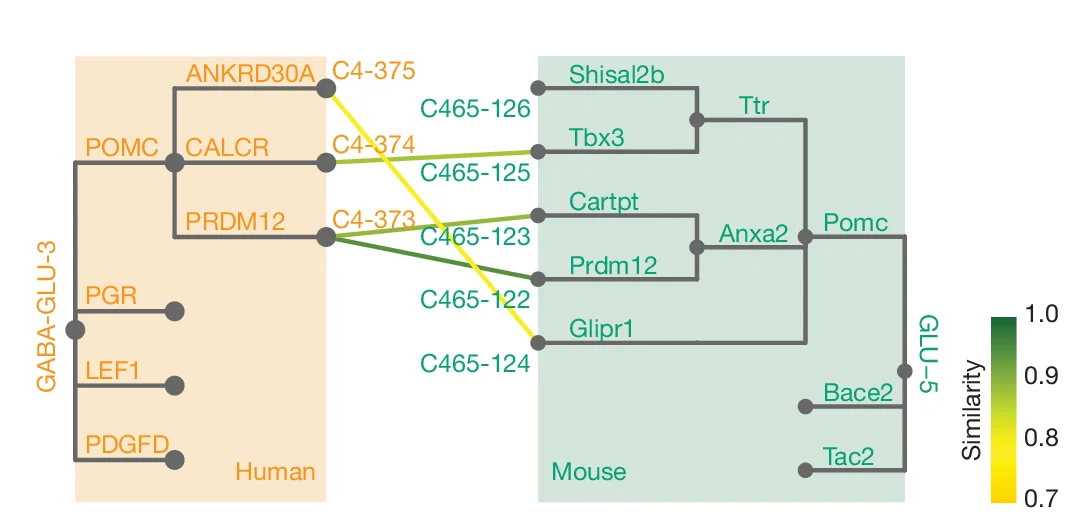 Open access visualization of Dendrogram, Similarity Matrix, Cluster, Human, Mouse