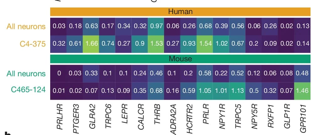 Open access visualization of Heatmap, Gene Expression, Human, Mouse, Neuron