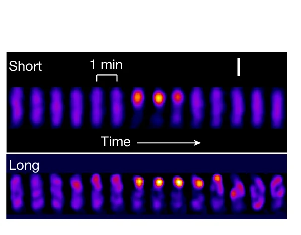 Open access visualization of Microscopy, Time-Lapse Gallery, RecA Foci, Enrofloxacin, Salmonella