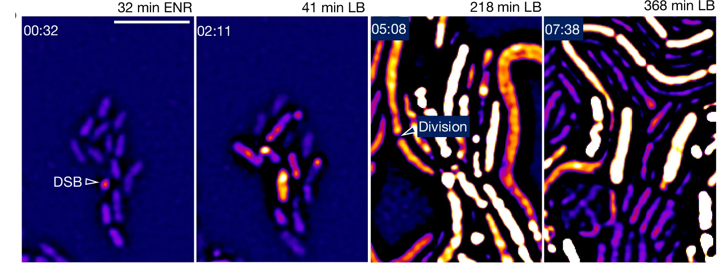 Open access visualization of Microscopy, Snapshots, Salmonella, Enrofloxacin, Drug Washout