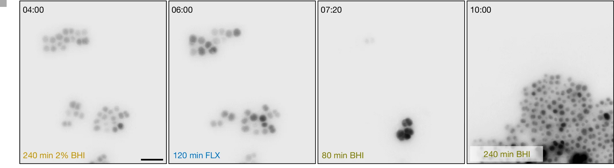 Open access visualization of Microscopy, S. aureus, Flucloxacillin, Brain-Heart Infusion, Fluorescence