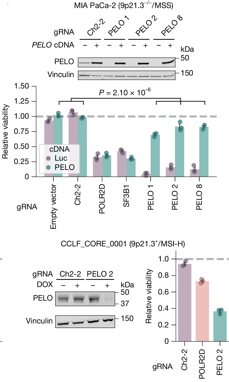 Open access visualization of Bar Plot, Error Bars, Gel, Immunoblots, PELO