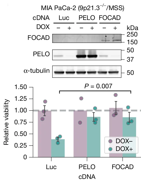 Open access visualization of Bar Plot, Error Bars, Gel, Scatter Plot, Immunoblots