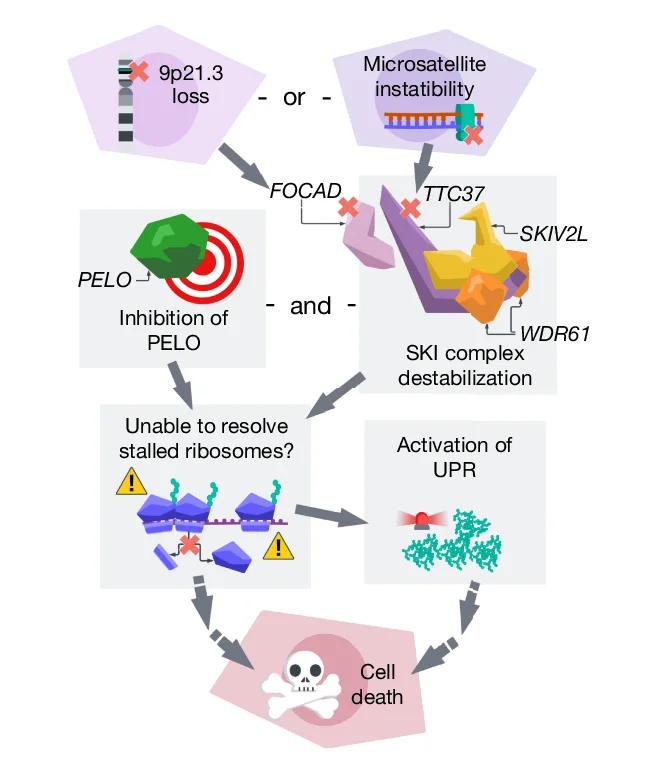Open access visualization of Workflow, Flowchart, Illustration, Synthetic Lethality, PELO Dependency