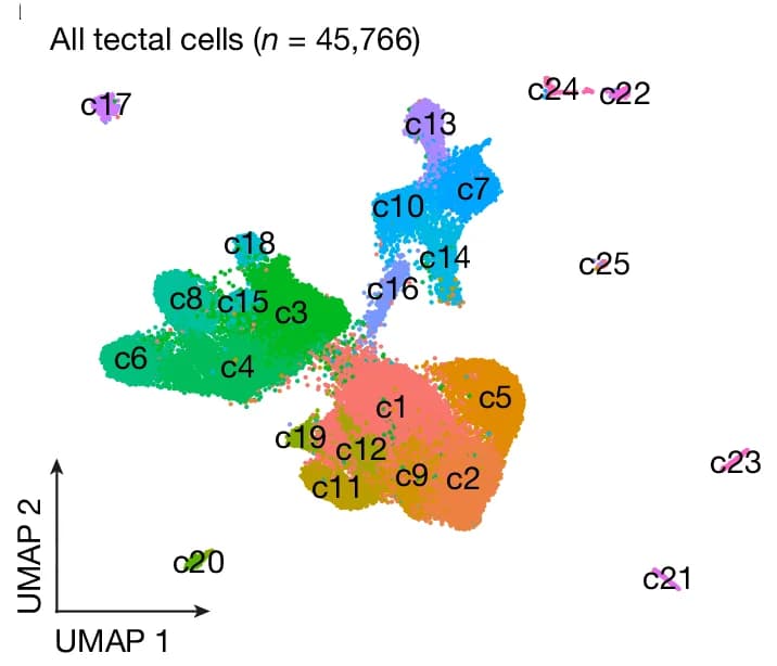 Open access visualization of UMAP, Tectal Cells, Gene Expression, Cell Clusters