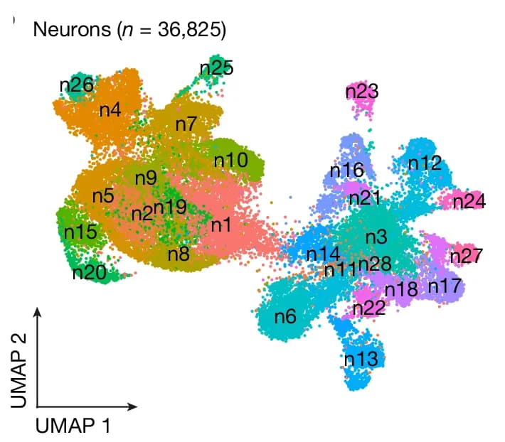 Open access visualization of Scatter Plot, UMAP, Postmitotic Neurons, Excitatory Neurons, Inhibitory Neurons