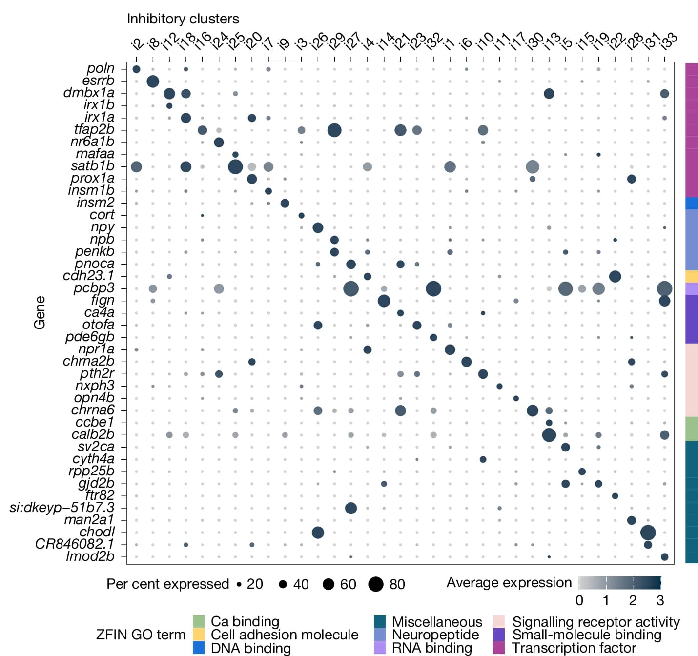 Open access visualization of Bubble Plot, Heatmap, Dot Plot, Differentially Expressed Genes, Inhibitory Cell Types