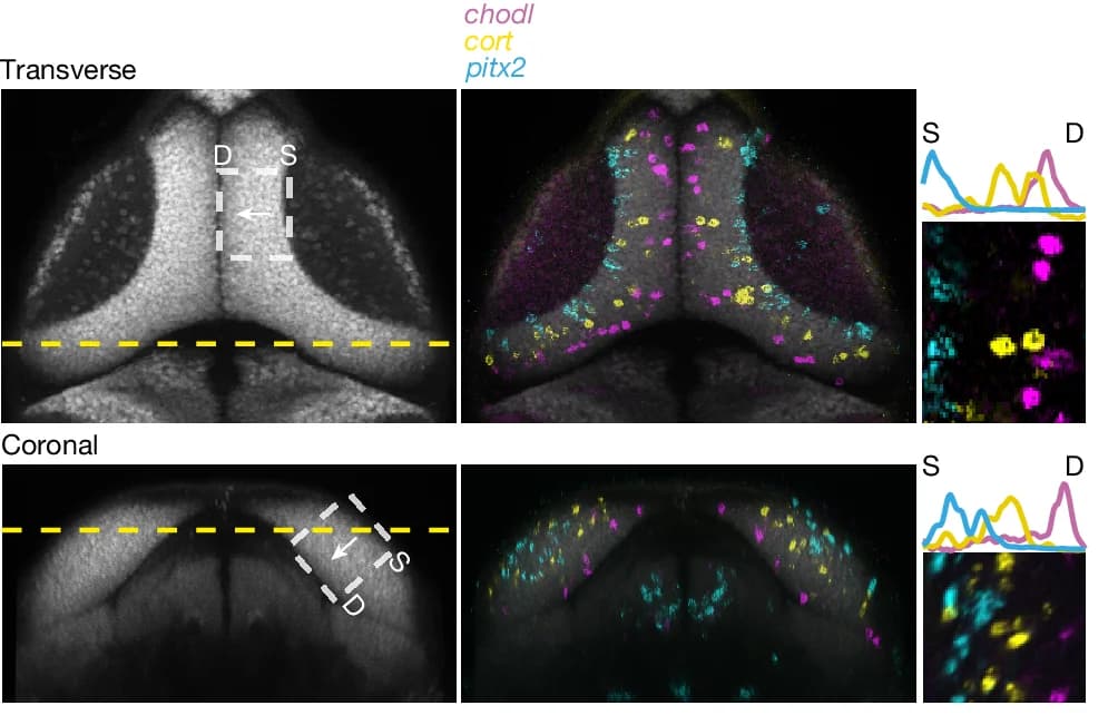 Open access visualization of Microscopy, Line Plot, In Situ HCR, Marker Genes, Brain Atlas
