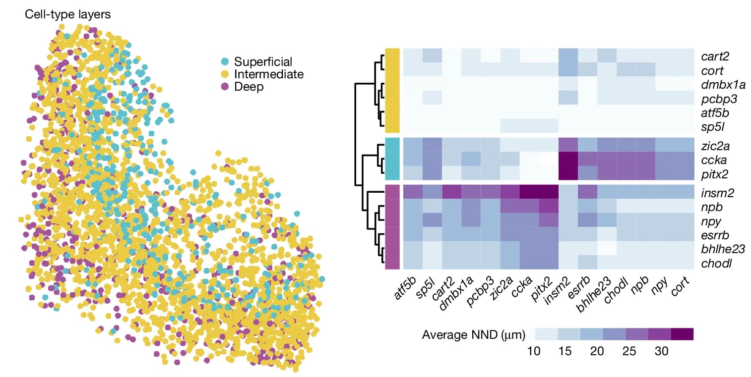 Open access visualization of Scatter Plot, Heatmap, Clustered, Cell Distance, Nearest Neighbour Distance