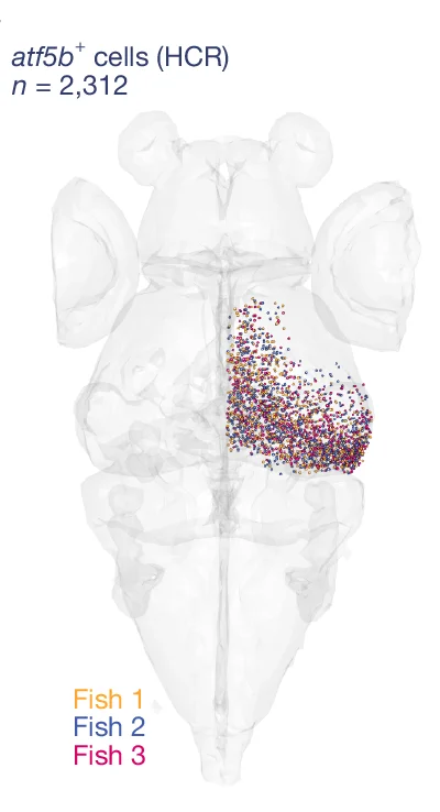 Open access visualization of 3D Plot, Scatter Plot, atf5b-expressing cells, Larvae, Patterns