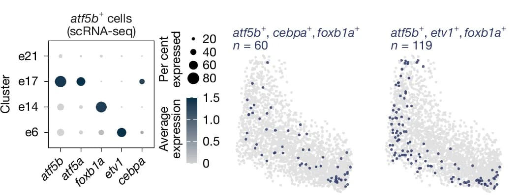 Open access visualization of Bubble Plot, Scatter Plot, Bar Plot, scRNA-seq, Clusters