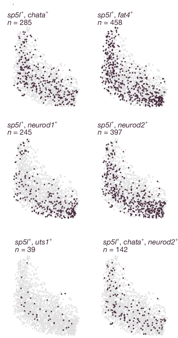 Open access visualization of Scatter Plot, UMAP, Combinatorial Expression, Marker Genes, sp5l-expressing cells