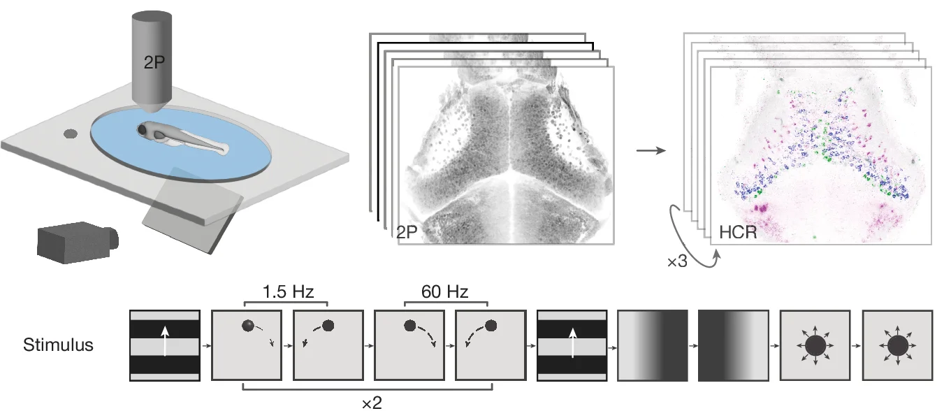 Open access visualization of Microscopy, Workflow, Two-Photon Calcium Imaging, HCR Labelling, Visual Stimuli