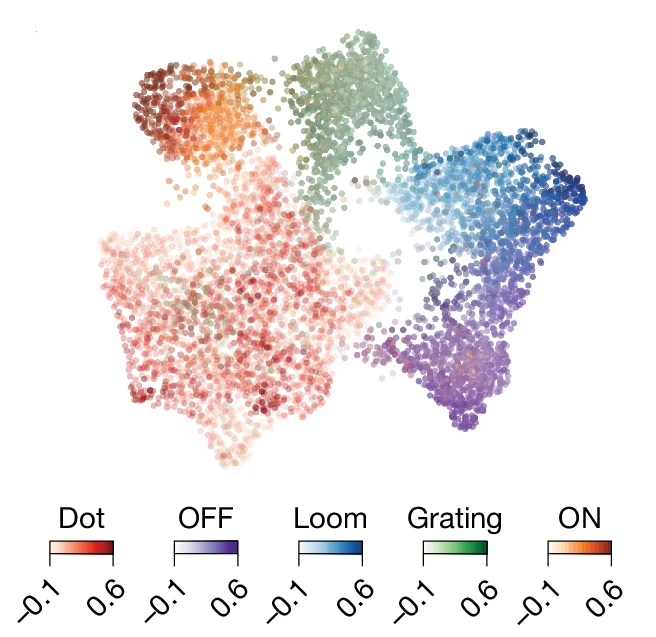 Open access visualization of Scatter Plot, UMAP, UMAP Embedding, Neurons, Superclusters