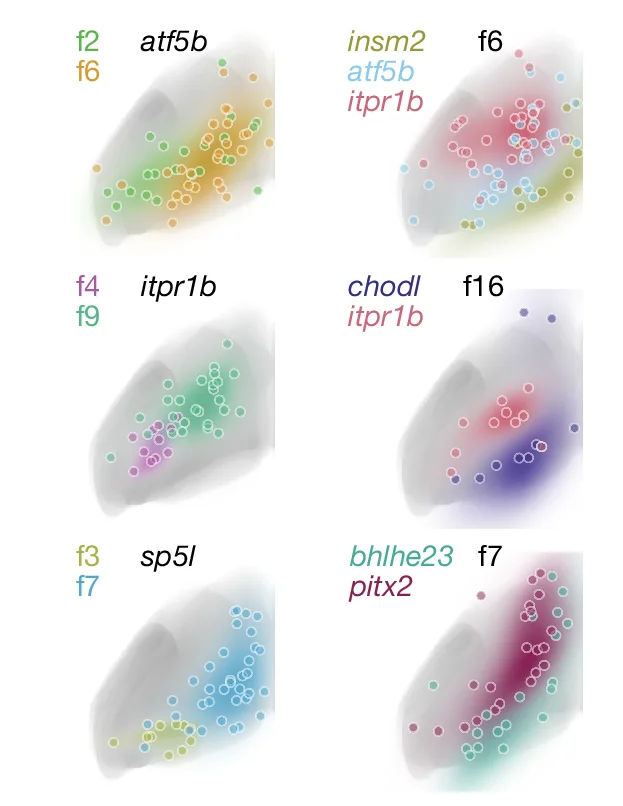 Open access visualization of Scatter Plot, Anatomical Localization, Functional Clusters, Transcriptomic Cell Type, Functional Cell Type