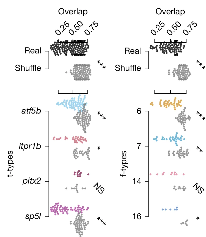 Open access visualization of Scatter Plot, Anatomical Tectal Space, Functional Clusters, Transcriptomic Cell Type, Functional Cell Type