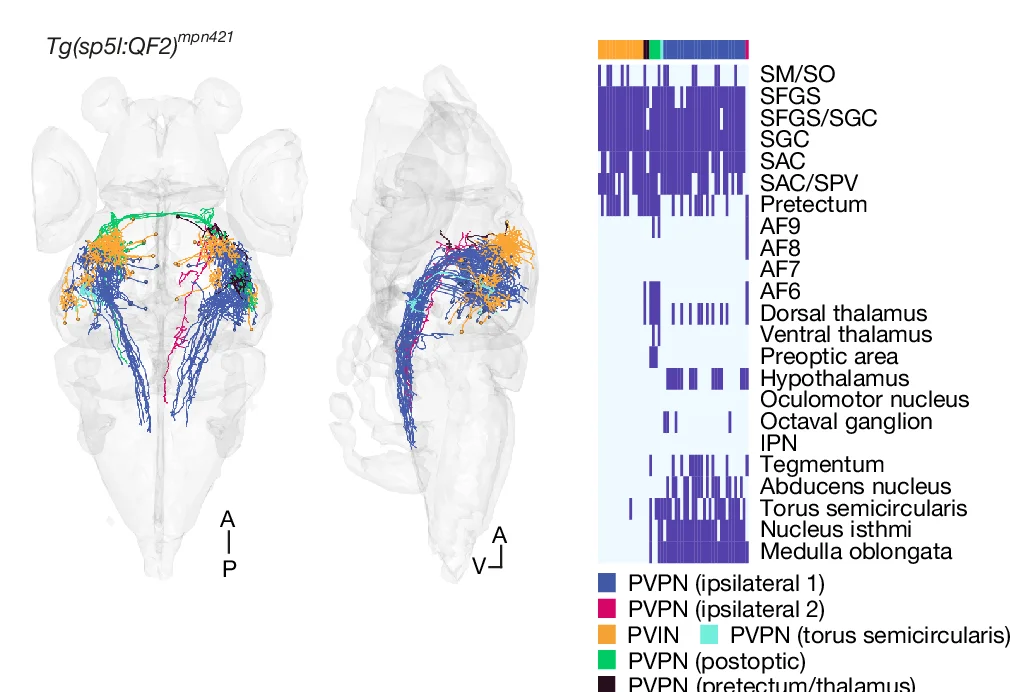 Open access visualization of 3D Plot, Heatmap, Line Plot, sp5l + Neurons, Standard Brain