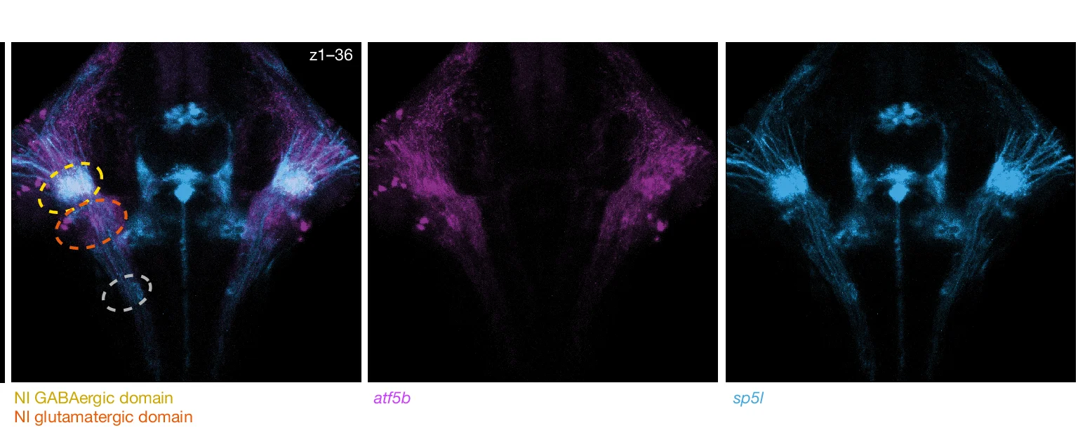 Open access visualization of Microscopy, z-projection, Nucleus Isthmi, atf5b Projections, sp5l Projections