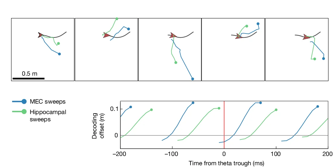 Open access visualization of Line Plot, Scatter Plot, Theta Sweeps, Hippocampal Cells, MEC Cells