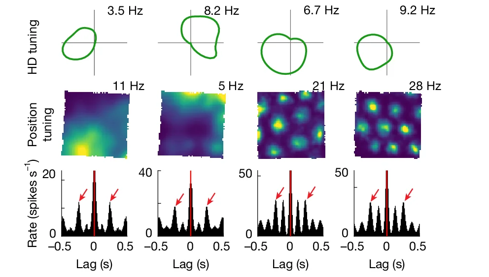 Open access visualization of Line Plot, Heatmap, Firing-rate Plots, Head Direction, Parasubiculum