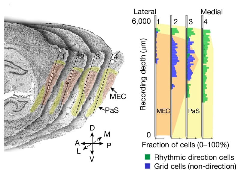 Open access visualization of Microscopy, Bar Plot, Clustered, Theta-rhythmic Directional Cells, Parasubiculum