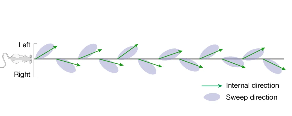 Open access visualization of Illustration, Workflow, Direction Signal, Decoded Direction, Sweep Direction