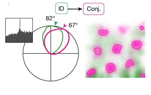 Open access visualization of Line Plot, Microscopy, Workflow, Cell Pair, Internal Direction Cell